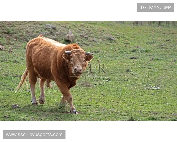 公牛勇敢迈步：提升年轻人上场时间开启新篇章